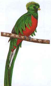 quetzal